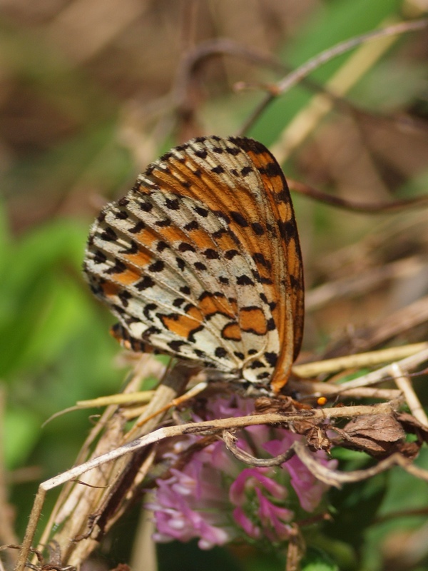 Nymphalidae